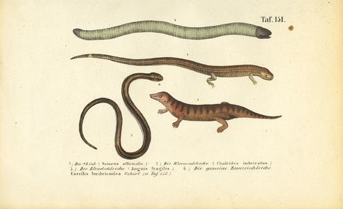 Skink, Cylindrical Skink, Slow Worm and Caecilian, 1850 (lithography)