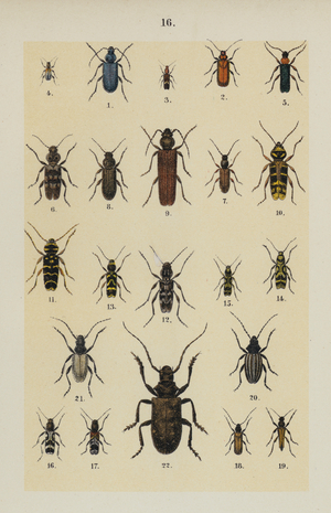 Plate from The Young Beetle-Collector's Handbook (chromolitho)