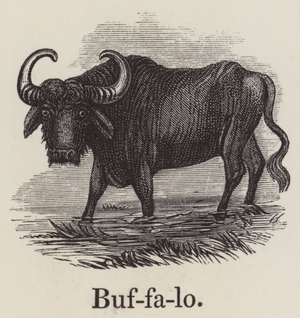 Buffalo (engraving)