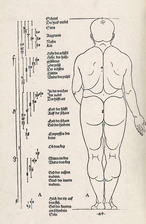 Anatomical illustration