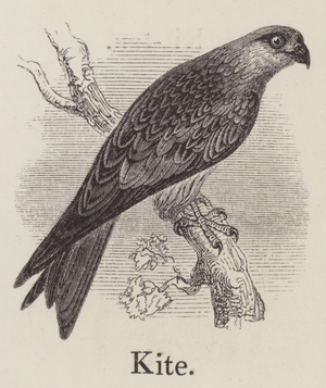 Kite (engraving)