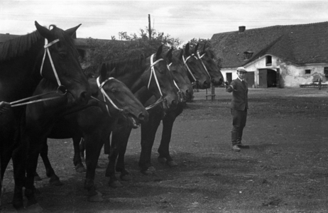 Horse breeding in Silesia, 1930s (photo)
