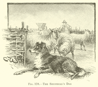 The Shepherd's Dog (engraving)