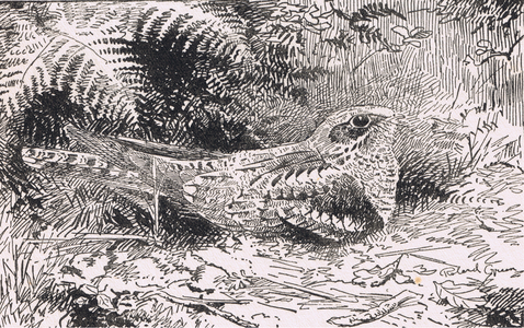 Nightjar, Birds One Should Know published by Gay and Hancock, 1951 (litho)