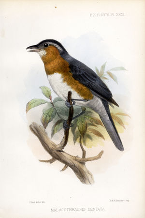 Toothed Tanager-Antbird (print)
