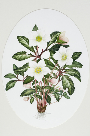 Christmas Rose Oval (w/c on paper)