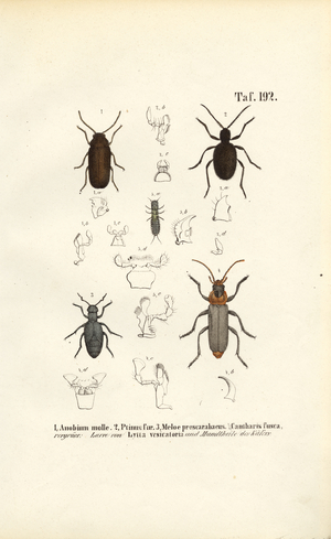 Wood-Boring Beetles and Medically Relevant Beetles, 1850 (lithography)