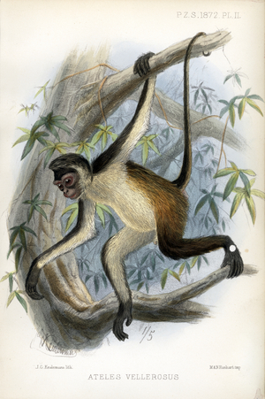 White-bellied Spider Monkey (print)