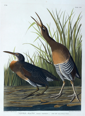 Two birds. Colour Illustration by Audubon; Salt Water Marsh Hen.