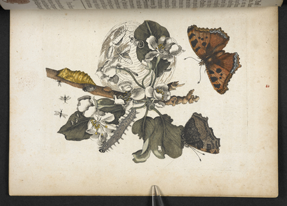 Butterflies, caterpillars and cocoon, from 'Der Raupen wunderbare Verwandlung und sonderbare Blumen-Nahrung...', 1679-83 (coloured engraving)