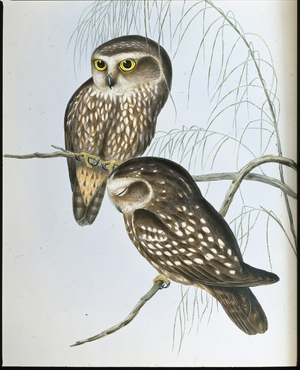 Spotted Owl (Athene Maculata) (hand-coloured litho)