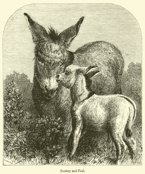 Donkey and Foal (engraving)