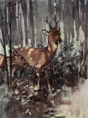 The roe keep to the woodland (colour litho)