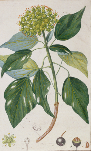 Climbing Ivy, botanical plate, c.1820 (colour litho)