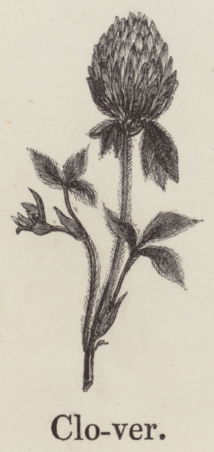 Clover (engraving)