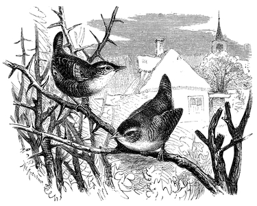 Wren