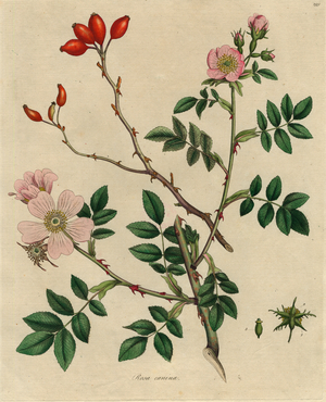 Rosa canina