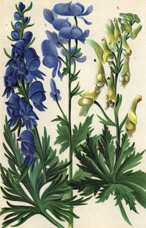 Varieties of Aconitum - Monkshood or Wolf's Bane.