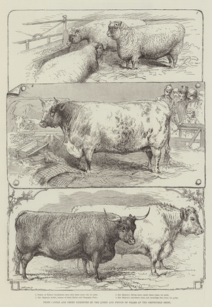 Prize Cattle and Sheep exhibited by the Queen and Prince of Wales at the Smithfield Show (engraving)