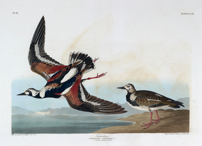 Two birds. Colour Illustration by Audubon; Turn-Stone.