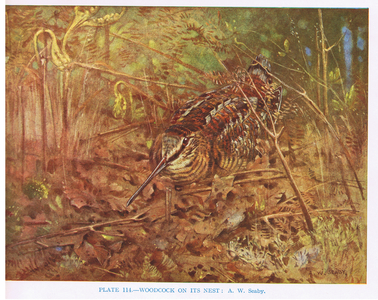 Woodcock on its nest, illustration from 'British Birds' by Kirkman & Jourdain, 1966 (colour litho)