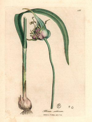 Common cultivated garlic, Allium sativum, from a botanical illustration by James Sowerby from William Woodville and Sir William Jackson Hooker's "Medical Botany" 1832 (handcoloured copperplate engraving)