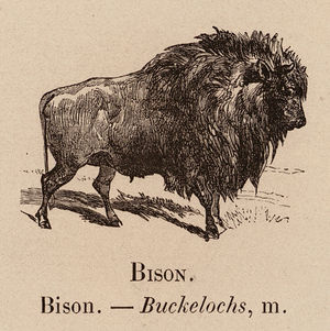 Le Vocabulaire Illustre: Bison; Buckelochs (engraving)