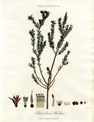 Philotheca, 1810 (print)