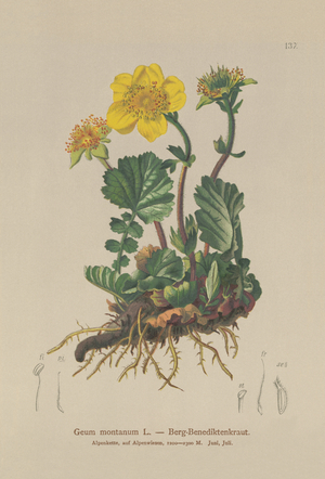 Alpine Avens (Geum montanum) (colour litho)