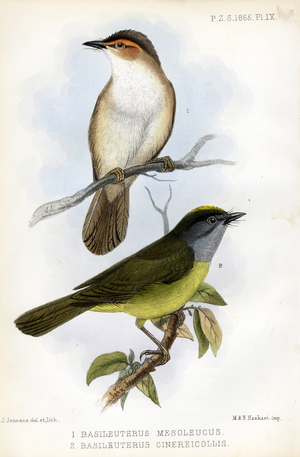 Mangrove Warblers (print)