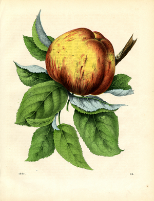 Apple on a Branch (hand-coloured copper engraving)