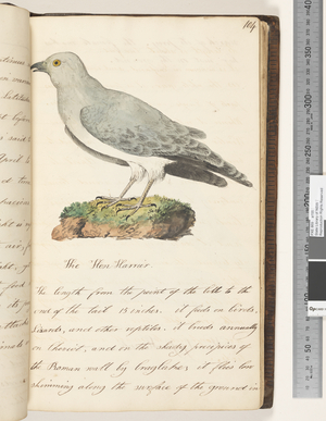 Page 104. The Hen Harrier, 1810-17 (w/c & manuscript text)