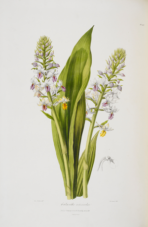 Calanthe versicolor