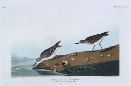 Two birds. Colour Illustration by Audubon; Semipalmated Sandpiper.