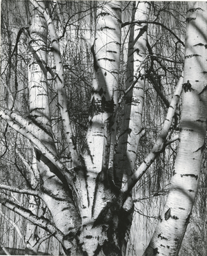 Trees, 1972 (silver gelatin print)