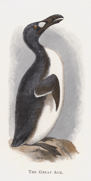 The Great Auk (chromolitho)