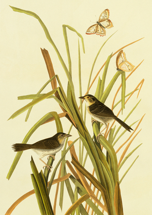 Ammodramus maritimus, seaside sparrow, Plate 355 from John James Audubon's Birds of America, original double elephant folio, 1827-30 (hand-coloured aquatint)