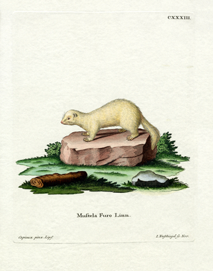 Ferret (coloured engraving)