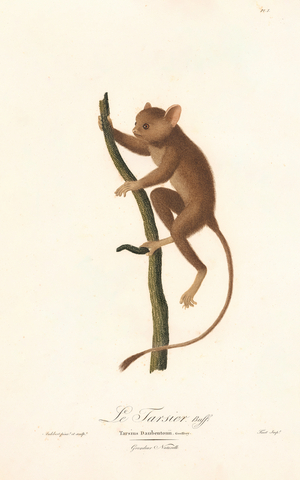 Daubenton's Tarsier (Tarsius daubentoni), 1797 (hand-coloured engraving)