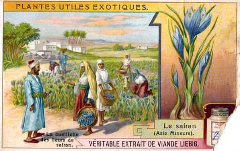 Saffron picking in Asia Minor, early 20th century (chromo)