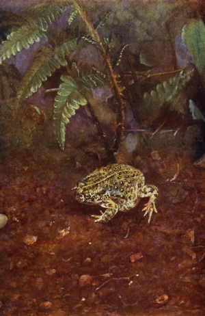 The natterjack toad (photo)