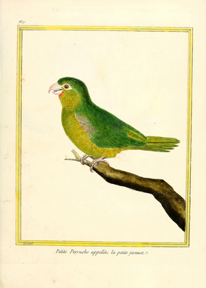 Small Parakeet Called 'Little Chatterer' (print)