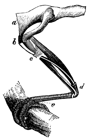 Bird leg: muscles
