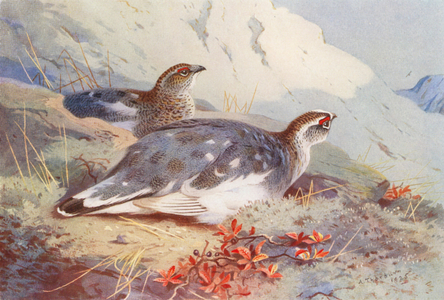 Ptarmigan (male and female, autumn) (colour litho)