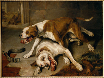 Chiens se battant, reprenant leur souffle - fighting dogs pausing for breath …