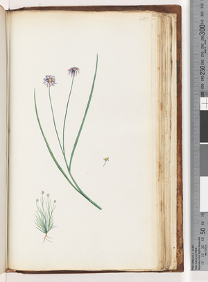 Page 201. Unidentified plant (w/c)