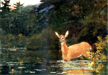 A Doe, 1889 (w/c on paper)