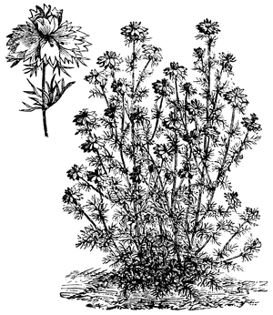 Nigella