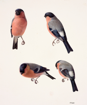 Four studies of a bullfinch (oil on paper)