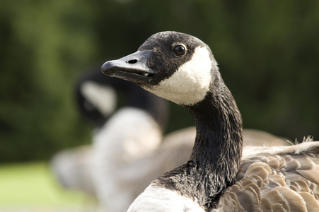 Branta canadensis, Canada Goose, 2011 (photo)